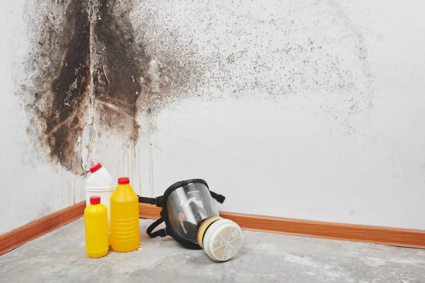 Environmental Consulting for Mold Prevention in Marianna, AR